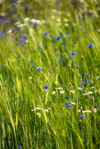 summer green meadow with random flowers blooming in mid summer day