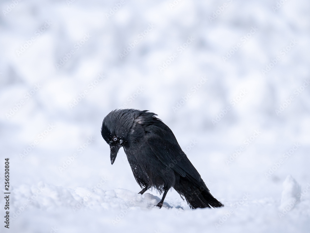 Western jackdaw (Coloeus monedula) on the snowy tree. Eurasian jackdaw in snowy forest. Western jackdaw in winter forest.