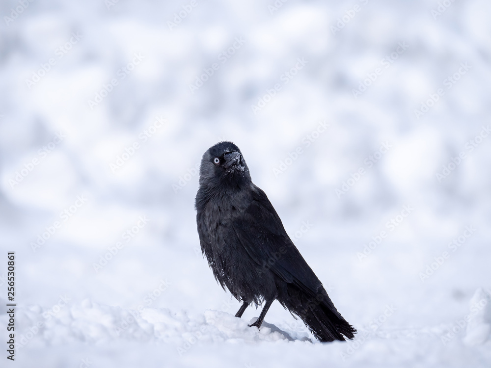 Western jackdaw (Coloeus monedula) on the snowy tree. Eurasian jackdaw in snowy forest. Western jackdaw in winter forest.