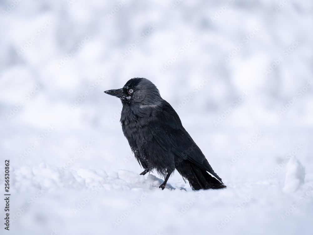 Western jackdaw (Coloeus monedula) on the snowy tree. Eurasian jackdaw in snowy forest. Western jackdaw in winter forest. Western jackdaw (Coloeus monedula) on the snowy tree. Eurasian jackdaw in snowy forest. Western jackdaw in winter forest.