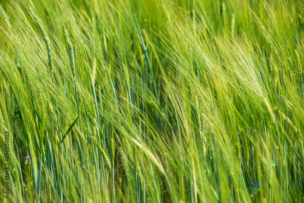 summer green meadow with random flowers blooming in mid summer day summer green meadow with random flowers blooming in mid summer day