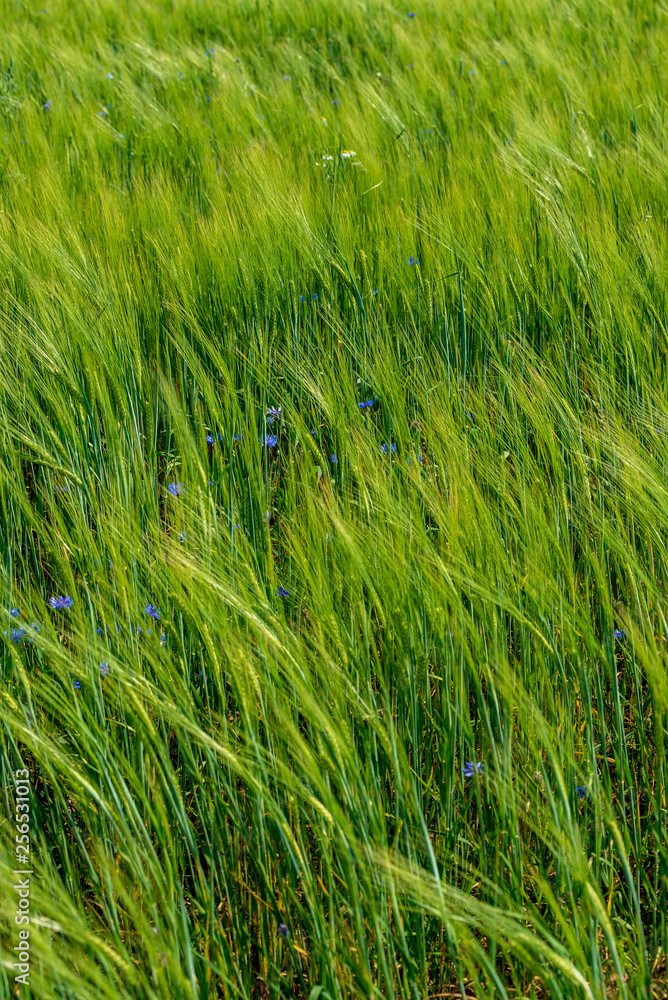 summer green meadow with random flowers blooming in mid summer day summer green meadow with random flowers blooming in mid summer day