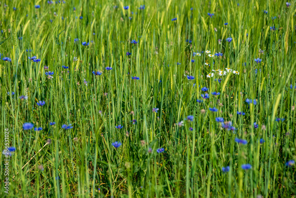 summer green meadow with random flowers blooming in mid summer day summer green meadow with random flowers blooming in mid summer day