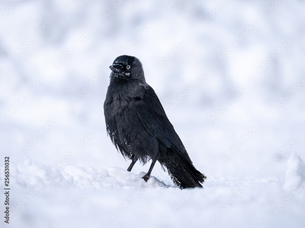 Fototapeta premium Western jackdaw (Coloeus monedula) on the snowy tree. Eurasian jackdaw in snowy forest. Western jackdaw in winter forest.