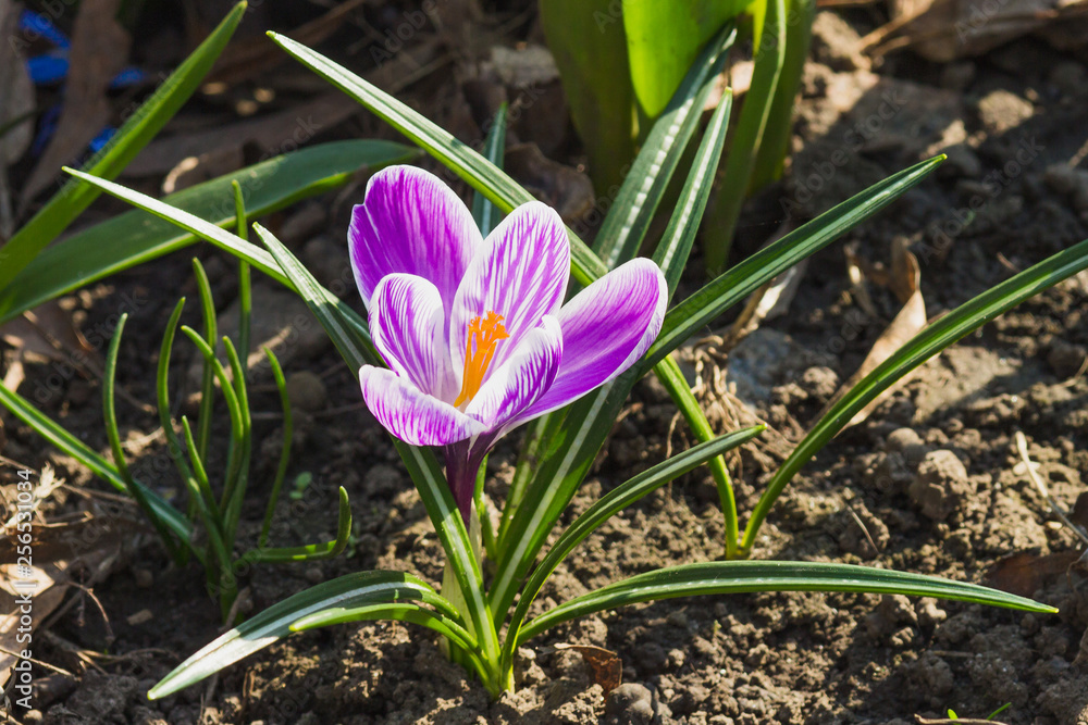Violet crocus on the flowerbed, springtime