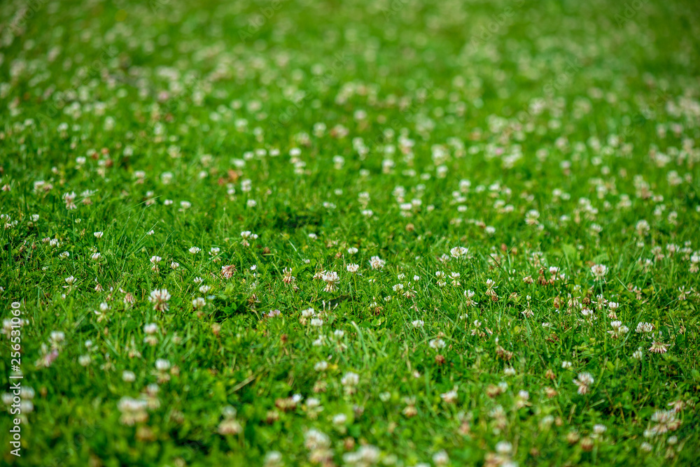 Fototapeta premium white spring flowers on natural green meadow background