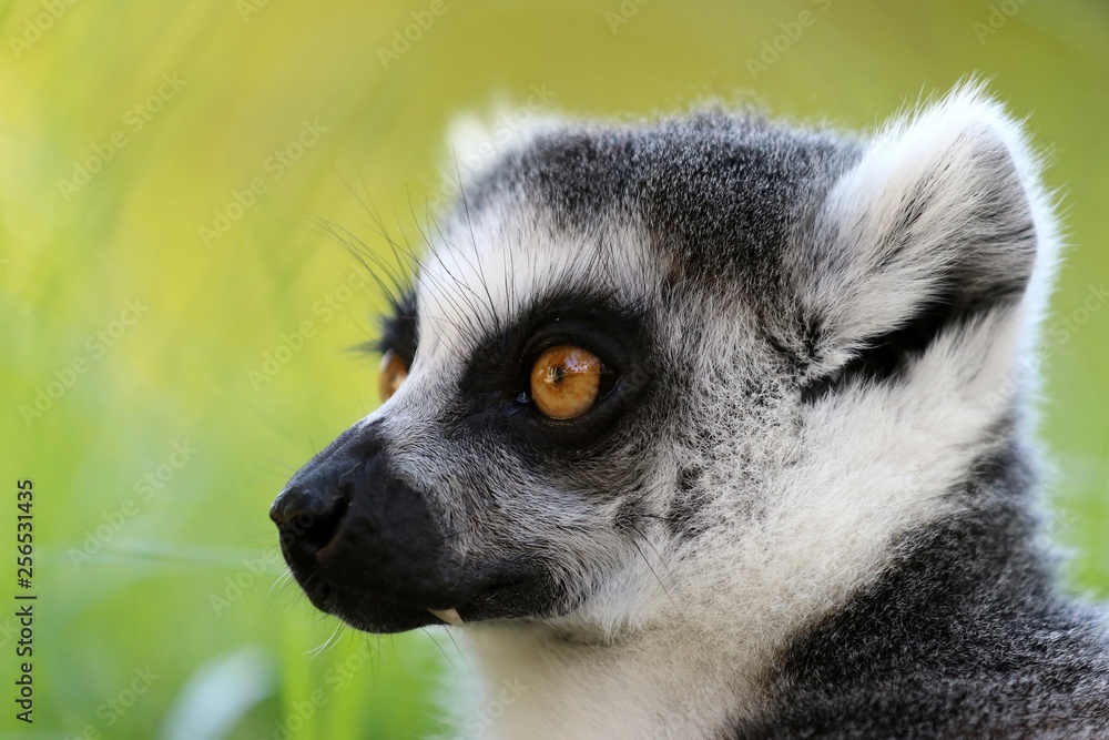 Fototapeta premium lemur