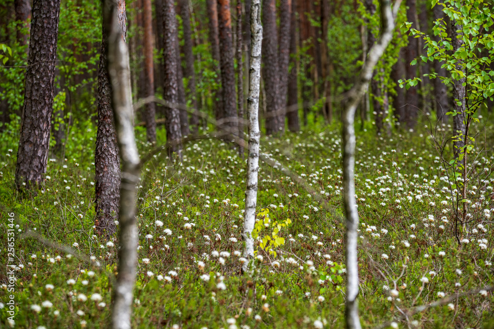Obraz premium white spring flowers on natural green meadow background