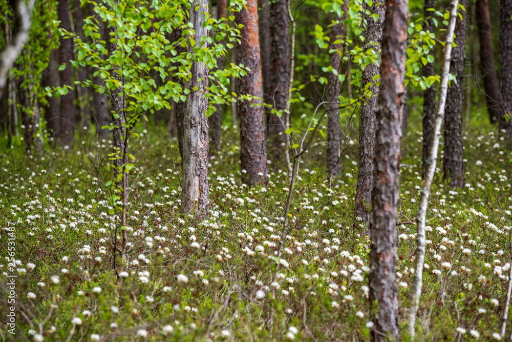 white spring flowers on natural green meadow background