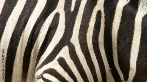 Zebra pattern - skin of a live zebra