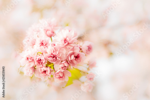 Branches of cherry blossoms close-up in pink.