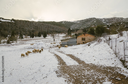 Fototapeta Naklejka Na Ścianę i Meble -  Flock of sheeps pasture in a cold winter day in the snow