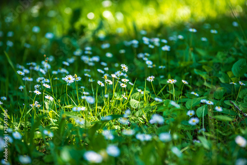 white spring flowers on natural green meadow background