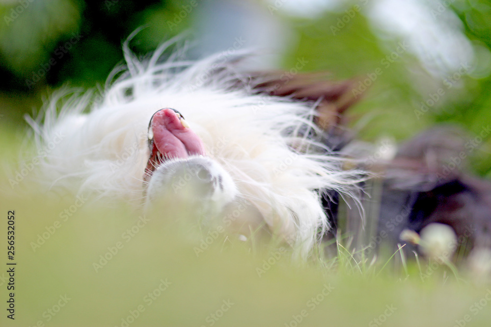 Dog is lying on the back in grass in park. The breed is Border collie. Background is green. He has open mouth Dog is lying on the back in grass in park. The breed is Border collie. Background is green. He has open mouth