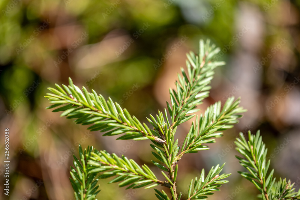 wet spruce tree close up shoot macro wet spruce tree close up shoot macro