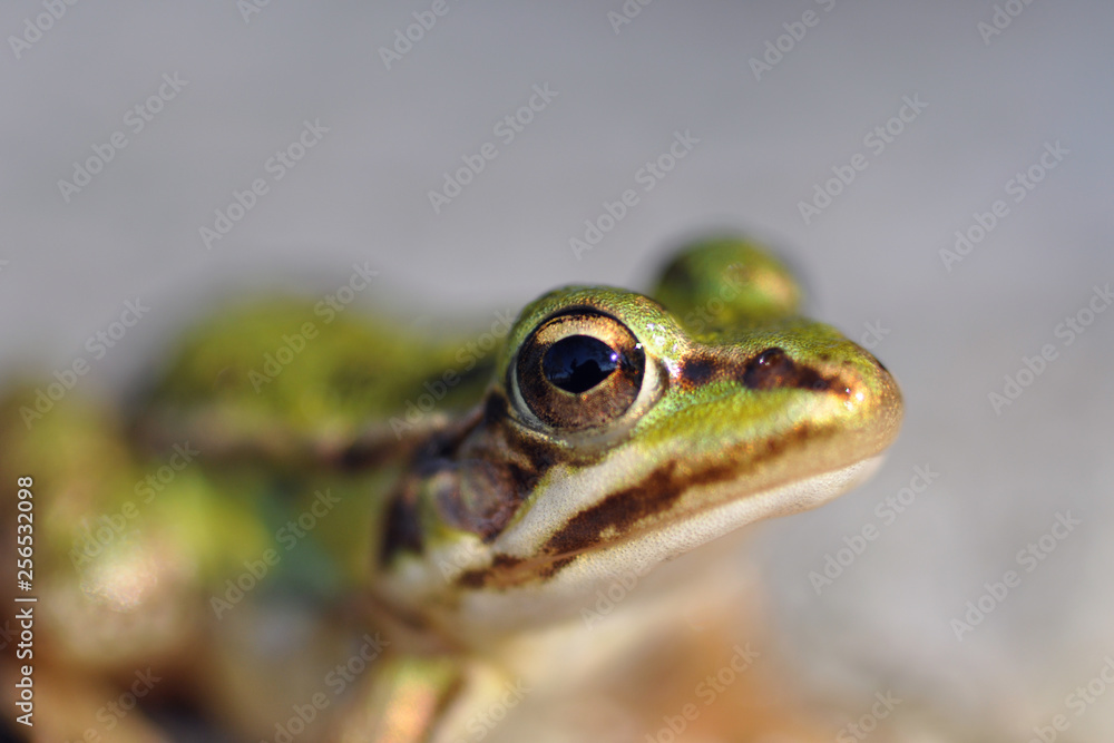 Obraz premium Grenouille