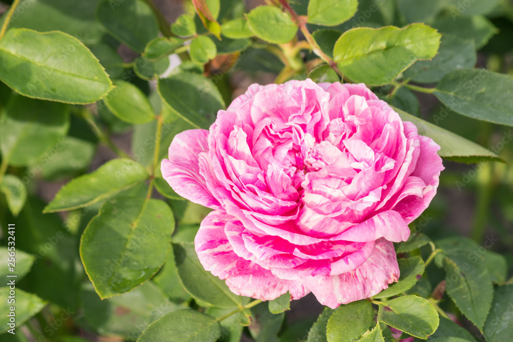closeup of pink double rose flowerhead in bloom closeup of pink double rose flowerhead in bloom