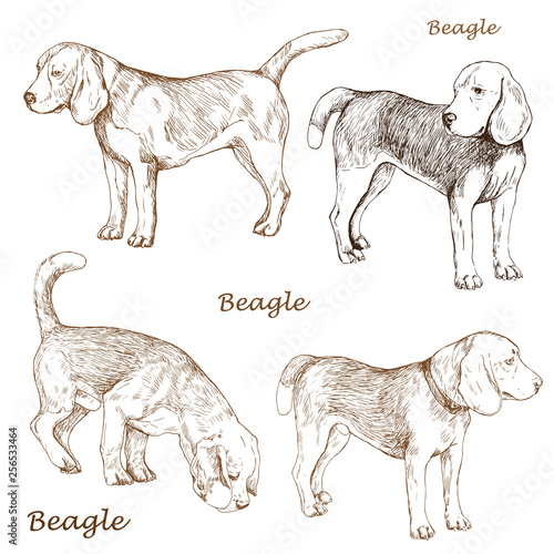 Hand drawn vector illustration of Beagle dog breed. Drawn in outline