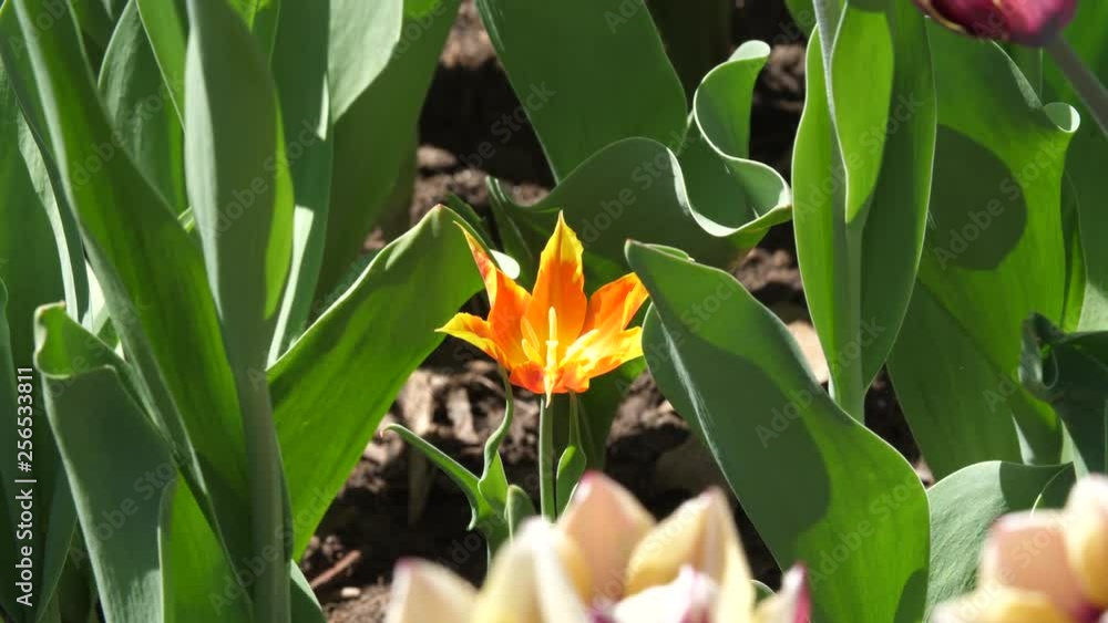 Single yellow flower Single yellow flower
