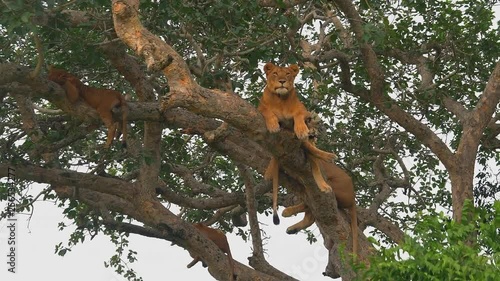Lion resting on a tree. (East Africa, Uganda) photo