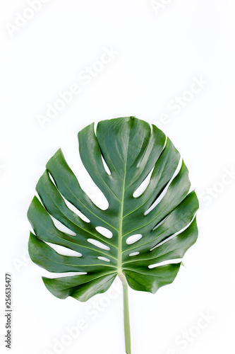 Tropical green leaf Monstera on white background. Flat lay, top view