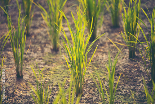 paddy field, rice field sunset