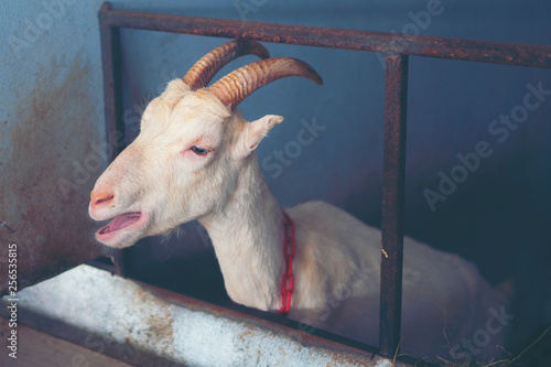 milk Goat in farm, organic ...