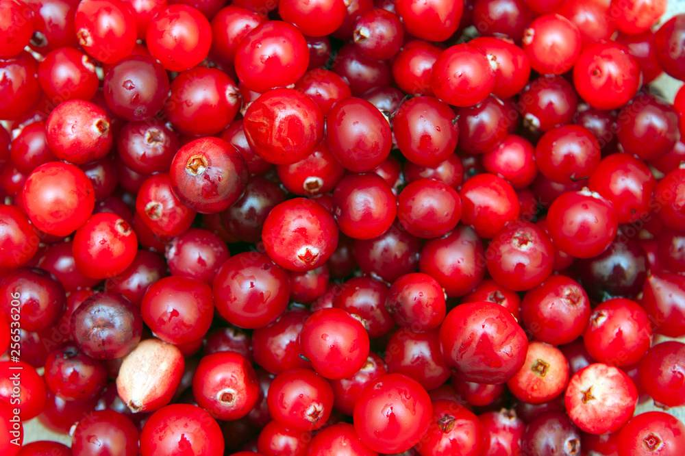 background of ripe red cranberries, vegetarian food background of ripe red cranberries, vegetarian food