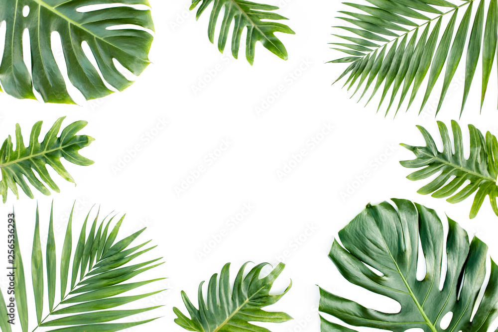 Frame from tropical green leaves Monstera on white background. Flat lay, top view