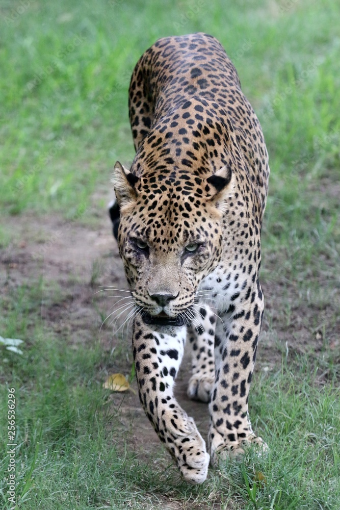 leopardo leopardo