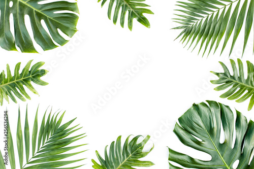 Frame from tropical green leaves Monstera on white background. Flat lay  top view