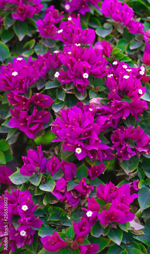 Red flowers in the park at morning