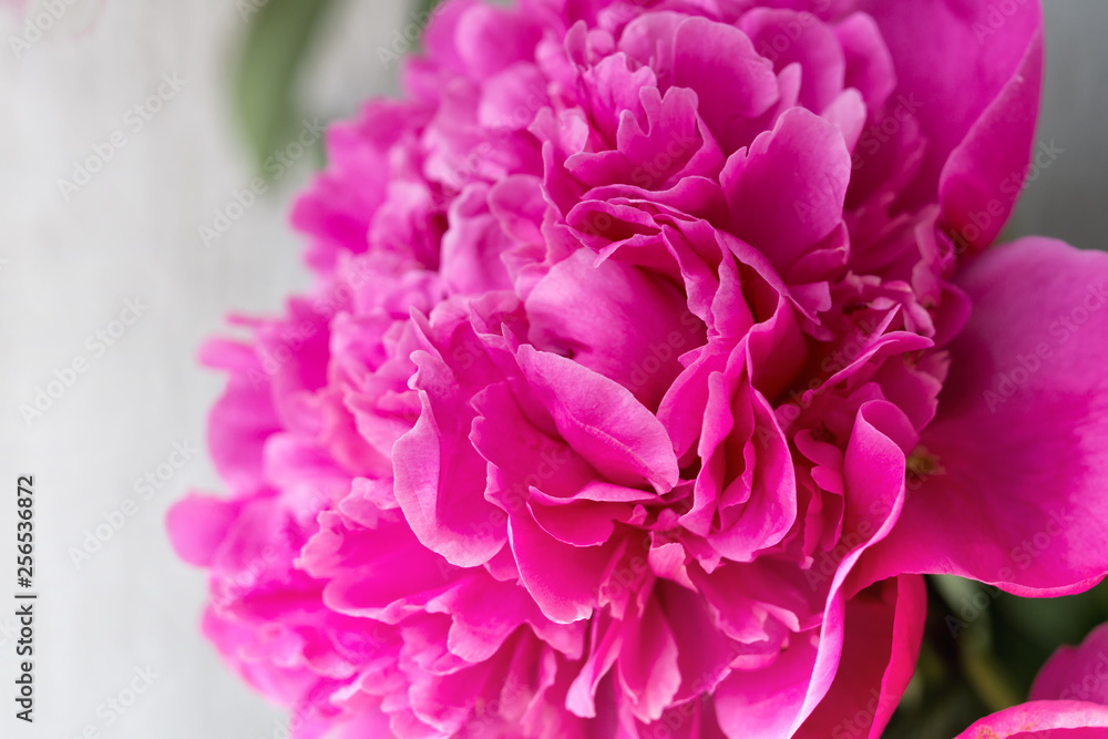 Closeup of  pink Peony flower on light background. Floral background.