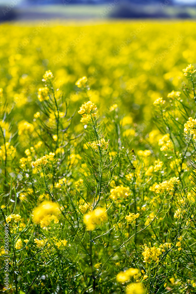 Obraz premium Wild Mustard in field of Yellow 
