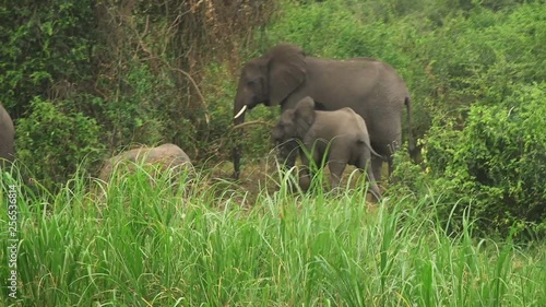National park in Uganda. (East Africa) elephants on the river bank. photo