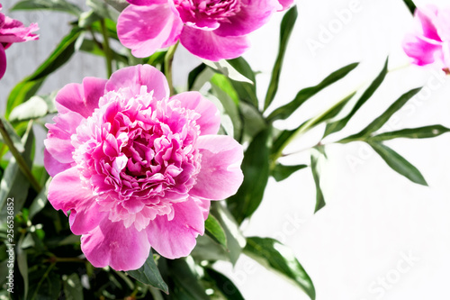 Pink peony flower with copy space. Floral background.