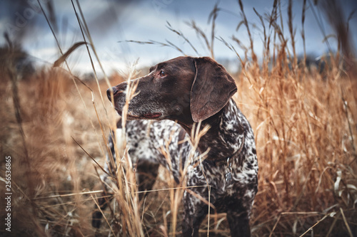 Canvas Print a beautiful bird dog in a field of grass