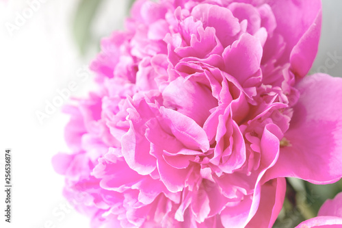 Closeup of pink Peony flower on light background. Delicate floral background.