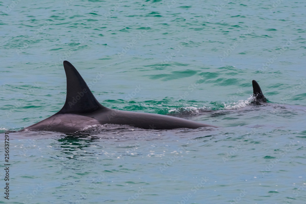 Fototapeta premium Orcas family, hunting in Patagonia, Peninsula Valdes