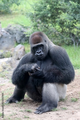 gorila © juan