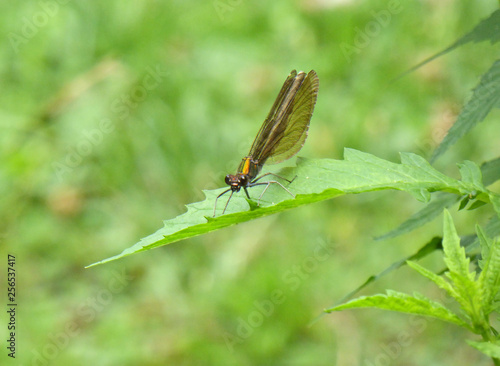 Insekt - Libelle "Gebänderte Prachtlibelle" © Revilo Lessen