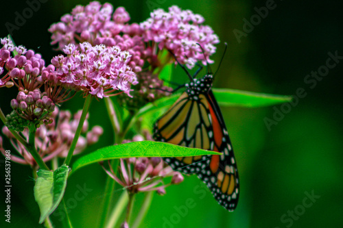 Closeup of an orange and black monarch butterfly on a pink milkw photo