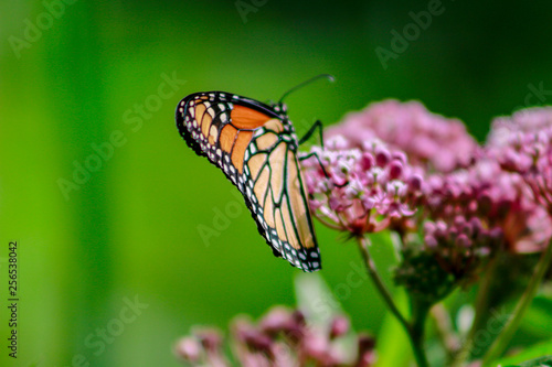 Closeup of an orange and black monarch butterfly on a pink milkw © mynewturtle
