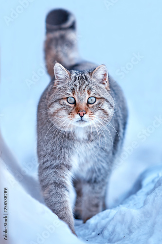 Photography European wildcat (Felis silvestris) in natural habitat