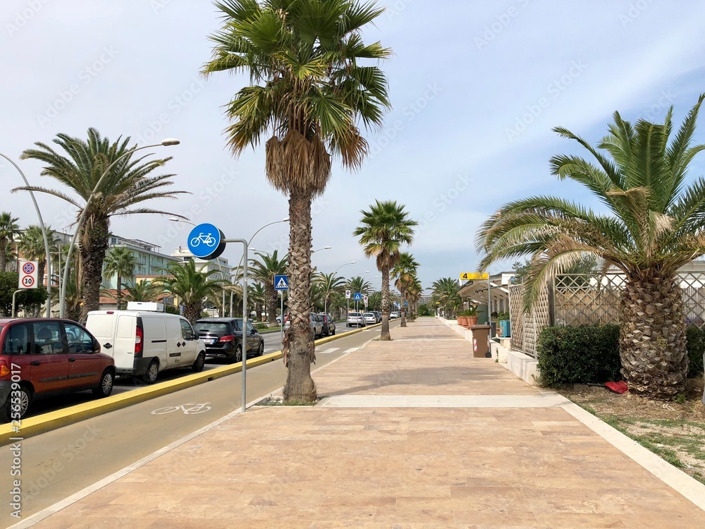 Sidewalk and Palms