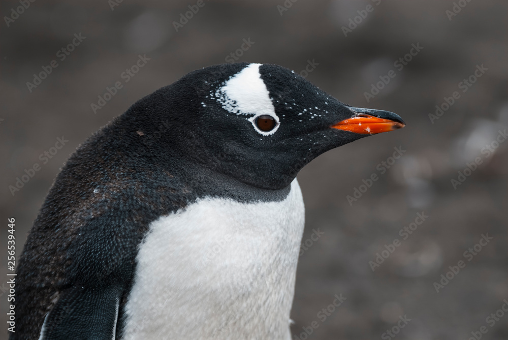 Naklejka premium Gentoo Penguin,Hannah Point, Antartica