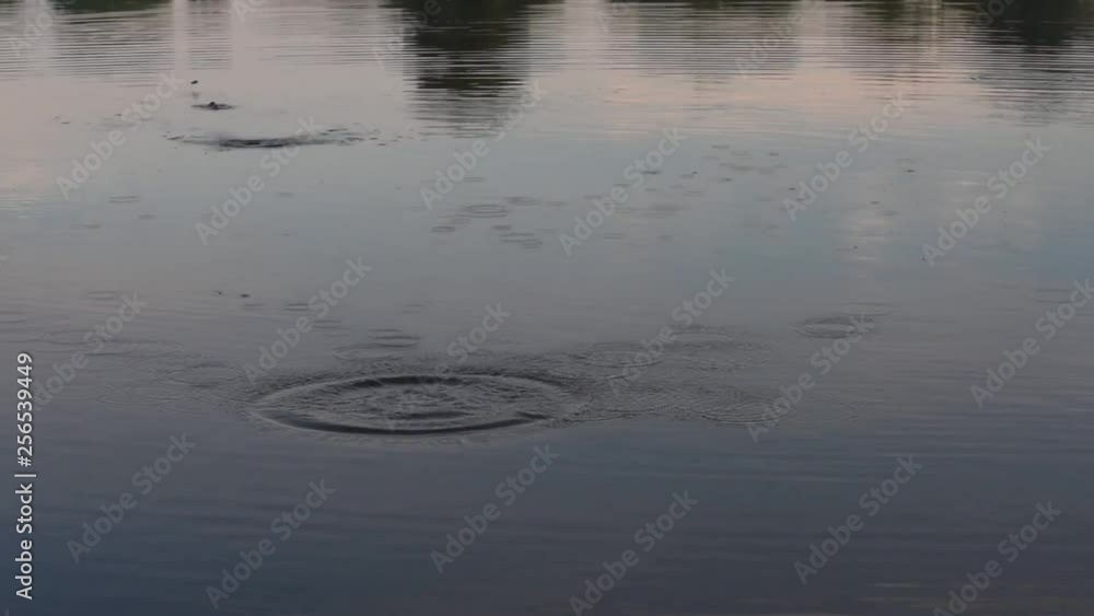 Stone falls into water. Small stones plops and produces waves and rings on calm and Stone falls into water. Small stones plops and produces waves and rings on calm and
