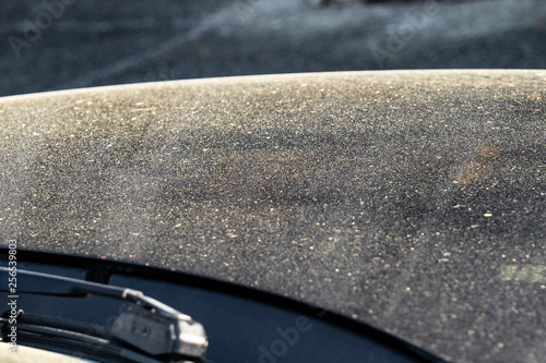 Pollen accumulates on the hood of a car