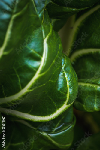 Large view in the vicinity of fresh and juicy green leaf lettuce