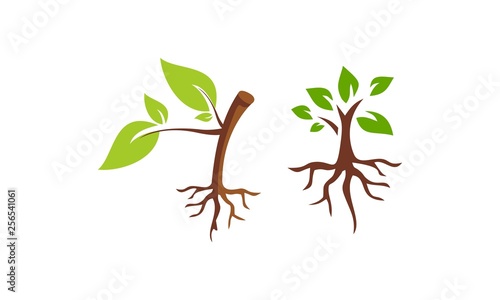 plant from seed become tree vector